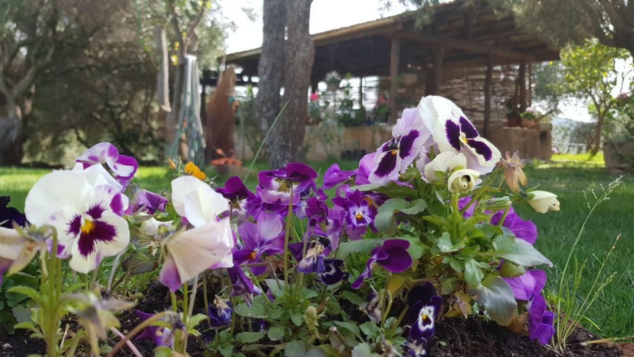 Agriturismo Sa E Padedda 모레스 외부 사진